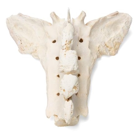 Anatomical Models, Horse Sacrum